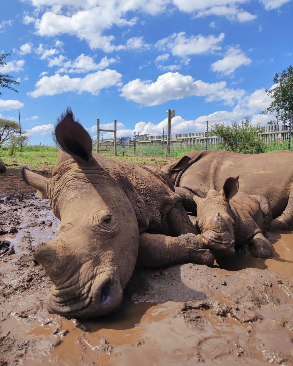 HelpingRhinos's tweet photo. RHINO ORPHANS: Our partners at @zululandrhino say that older orphan Vikela, whose name means ‘protector’, is really living up to his moniker. He’s been spending a lot of time with our newest orphan Ukoo, being incredibly gentle and patient with the younger rhino🙏 #RhinoOrphans https://t.co/RF3FQngY3C