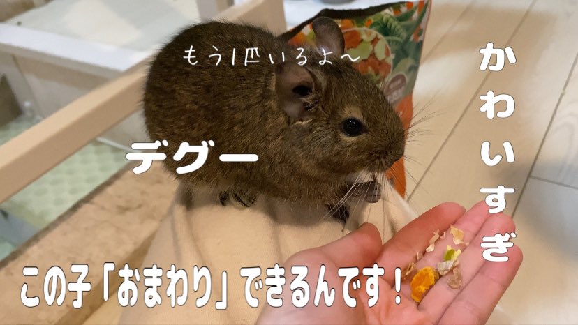 cheri0921's tweet photo. YouTube動画あげましたので沢山癒されてください🫣💕 https://t.co/b5VNcNd24B