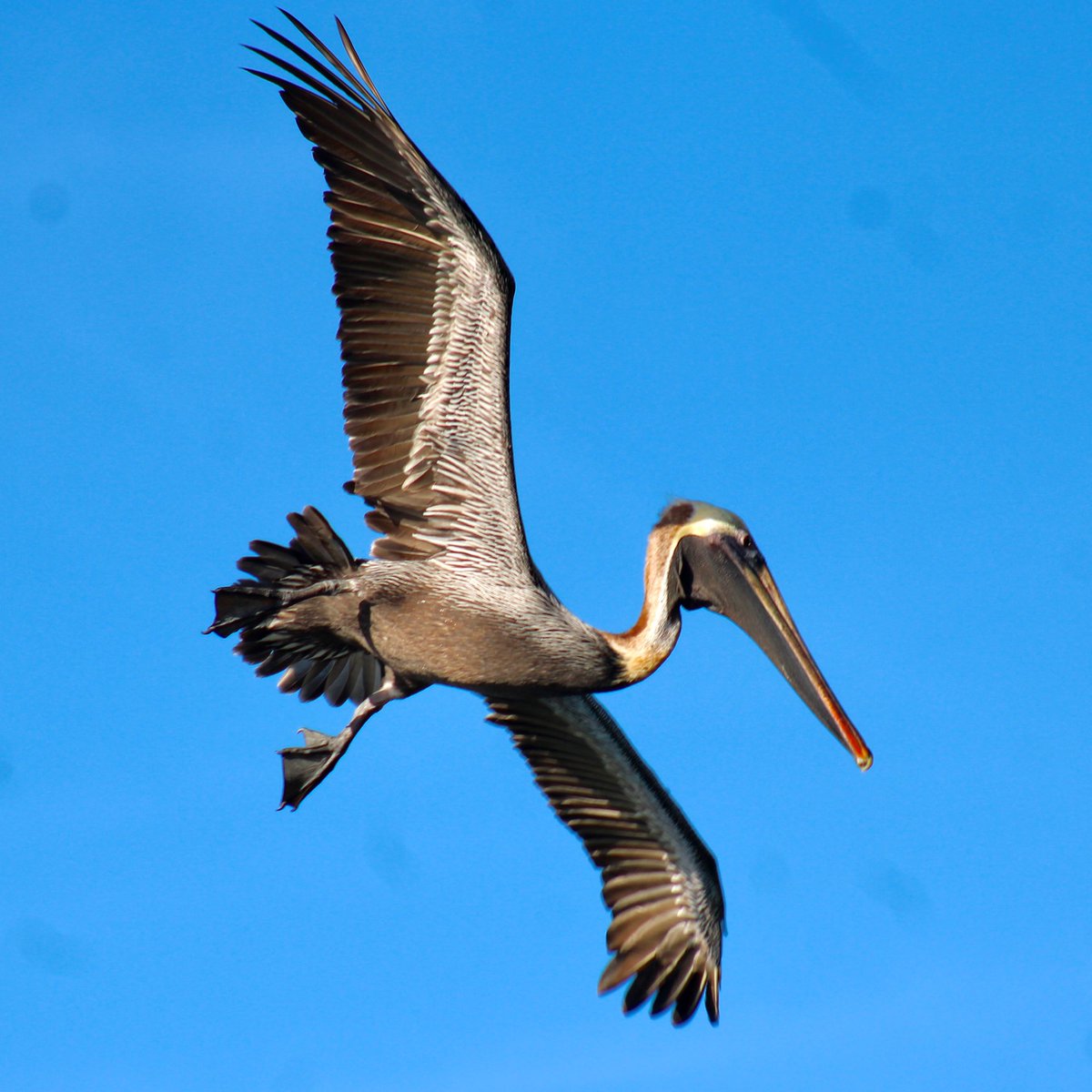 #pelicanopardo #birdwatching #NaturePhotography