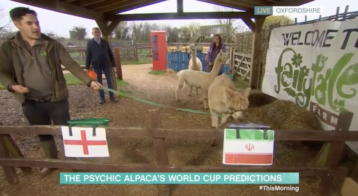 scottygb's tweet photo. This Morning decided to have a psychic alpaca predict the World Cup match this afternoon and...

... it chose Iran over England. https://t.co/iNJt44oafn