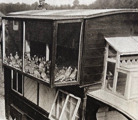 Pigeons in their motor-lorry “lofts” at Western Front headquarters, WWI, November 8th, 1917
