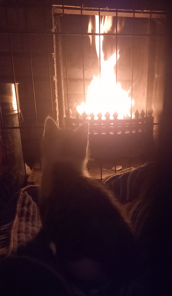 It's chilly enough to light the fire for the first time this year and little kitten is fascinated. 🔥  😸
#CatsofTwittter #AdoptDontShop #FosterKitten #cats