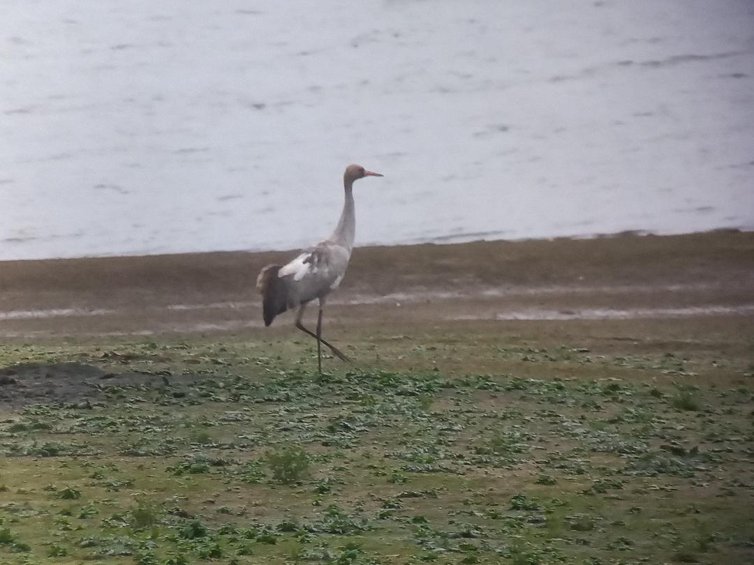 ddbirder's tweet photo. Needless to say, the Crane this morning was my first at Carsi, and the second record after one in 2002. #204 on the patch for me, and #158 for the year #patchtick #patchmega #countytick #derbyshirebirds https://t.co/mHLL6ptFnE