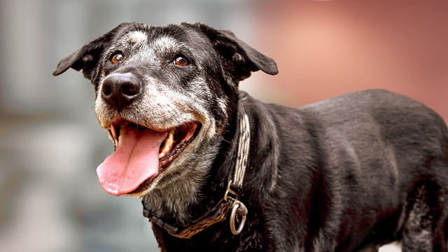 Tweet by American Animal Hospital Association