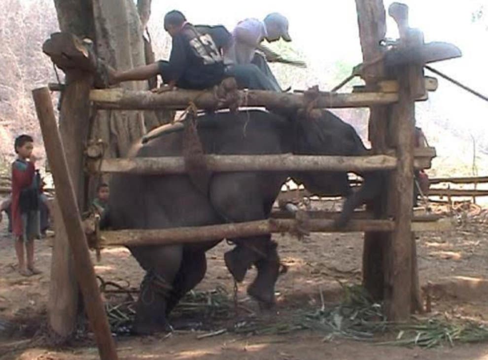 stae_elephants's tweet image. STAE is continually challenging numerous of the largest travel companies to end their profiteering from advertising horrifically abusive elephant “attractions” – permanently. 
@ABTALoveTravel  @Expedia   @TravelRepublic