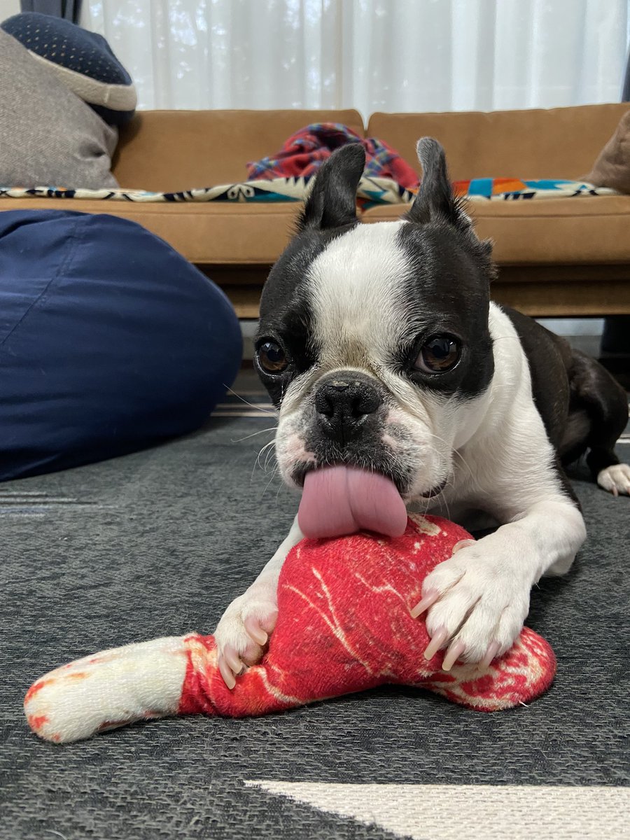 IGGY(イギー)🖤ボストンテリア (@iggy_the__dog) / Posts / X