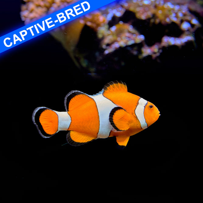 ReefChasers tweet picture