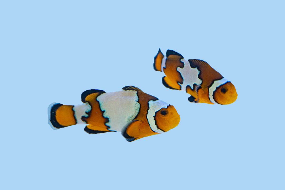 ReefChasers tweet picture