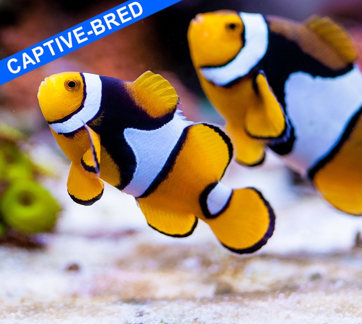 ReefChasers tweet picture