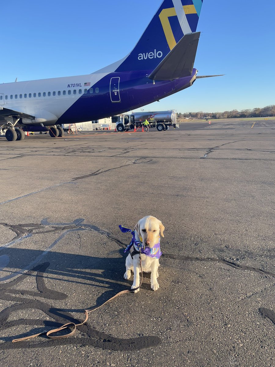 The cutest greeter for passengers at Tweed Airport in New Haven this morning for “pawsgiving!” More on @FOX61News