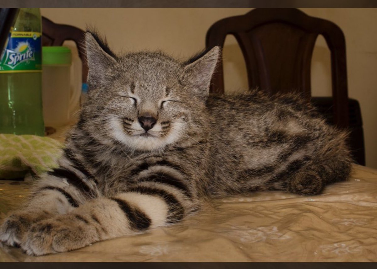 SoyVete's tweet photo. Gato de los pajonales. Hace unos años lo encontraron abandonado y un cliente decidió criarlo. Lo conocí . Una belleza. Pero empezó a comportarse pésimo , tanto que corría a la perra, y la vez q quiso robarle un bife a la mamá de mi cliente , se dieron cuenta q debía irse (sigue) https://t.co/4t52MLzFZZ
