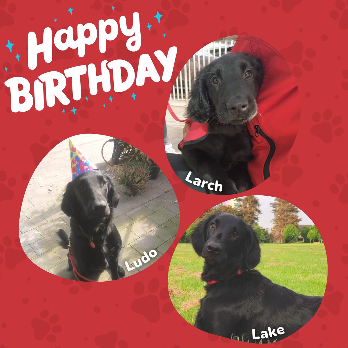 autismdogsirl's tweet photo. It's a special day for siblings Ludo, Lake, and Larch! #BuddyDog Larch, #PupsInTraining Ludo &amp; Lake are celebrating their very first birthday TODAY 🙌

Happy birthday 🥳! We hope that they get spoiled today (responsibly, of course 🤣) https://t.co/o86uQTlCf5