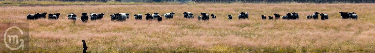 Líneas… una palabra que ha significado tanto en esta familia, hoy el campo le rinde tributo a su ganadera quien siempre ha estado ahí.  ¿Se abre la imagen con un click sobre ella? Formadas para el pase de lista. #lavidadeltoroenelcampo