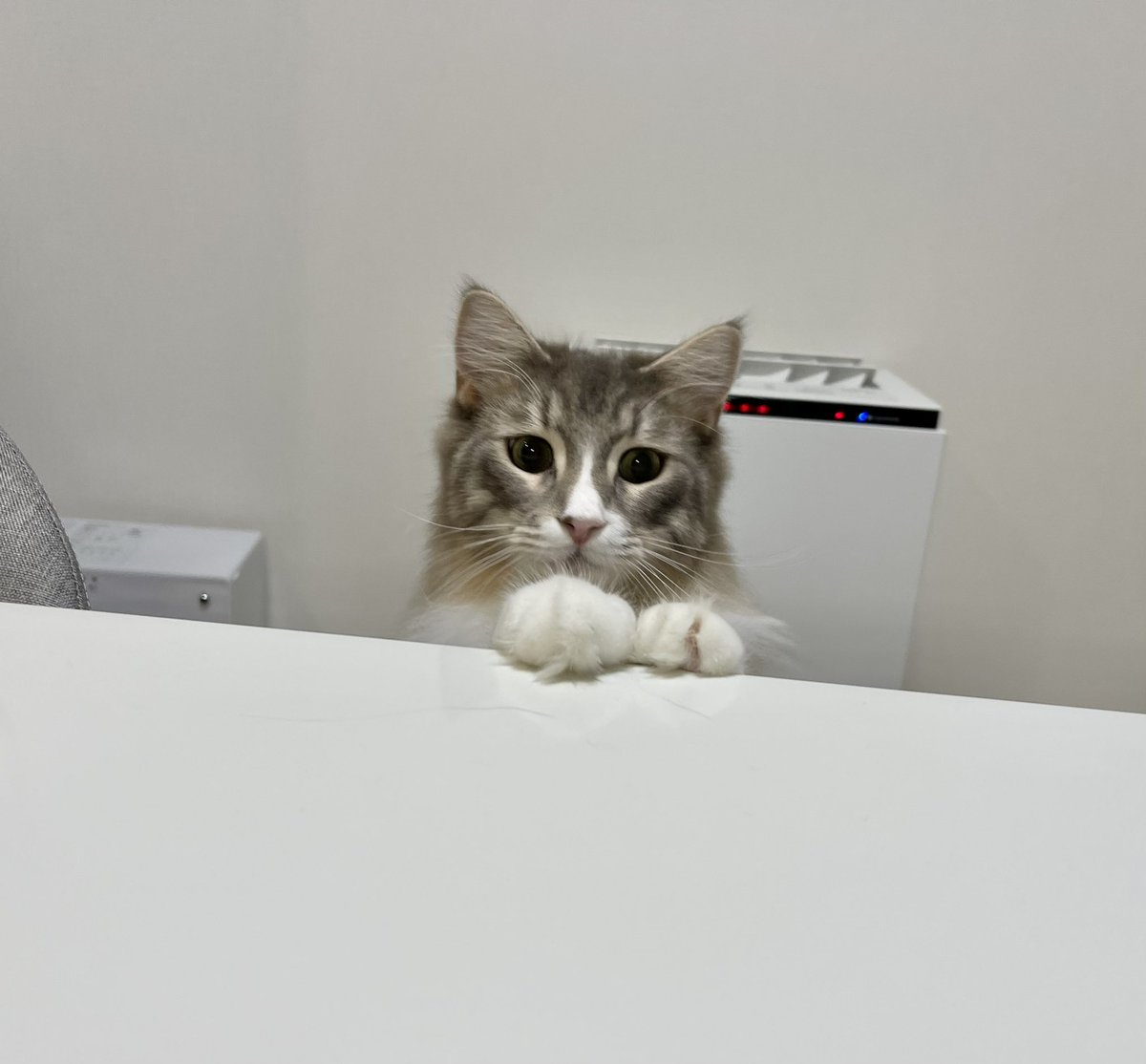 MerRoi06181209's tweet photo. ご飯食べてると代わる代わる様子を観にくる
#ねこ
#ねこのいる暮らし 
#サイベリアン 
#ノルウェージャンフォレストキャット https://t.co/7o4l14l4uf