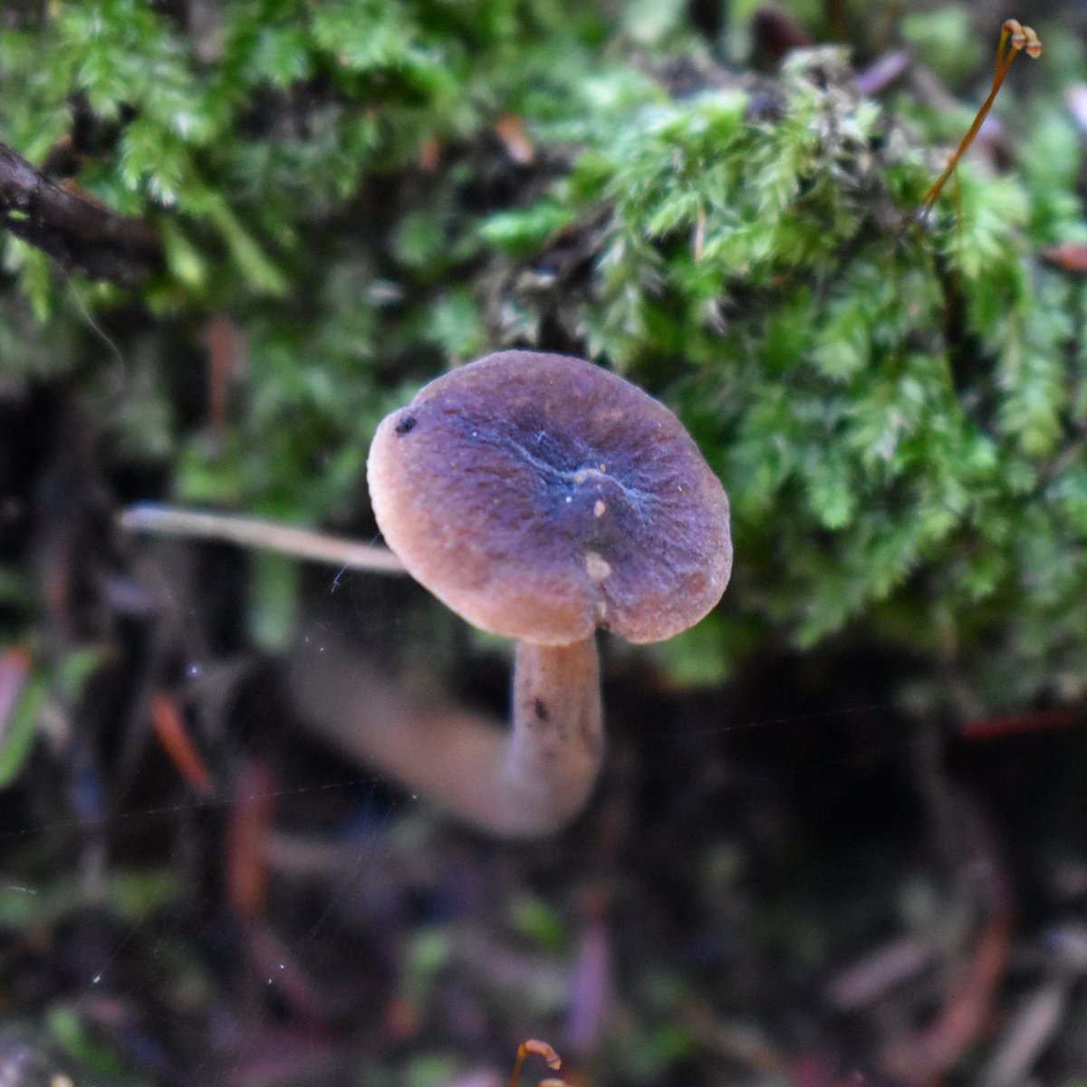 more than mushrooms tweet media