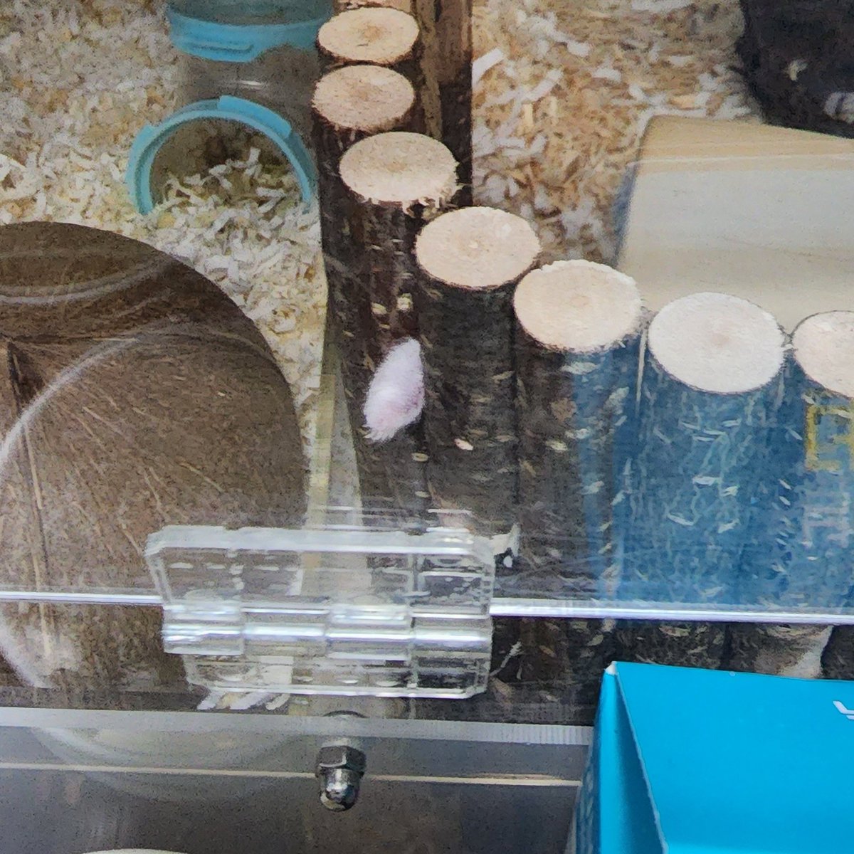 커터칼 날 하나도 안 들어간다는 틈이라던데 너는 거기에 어떻게 발을 넣었니 정말...