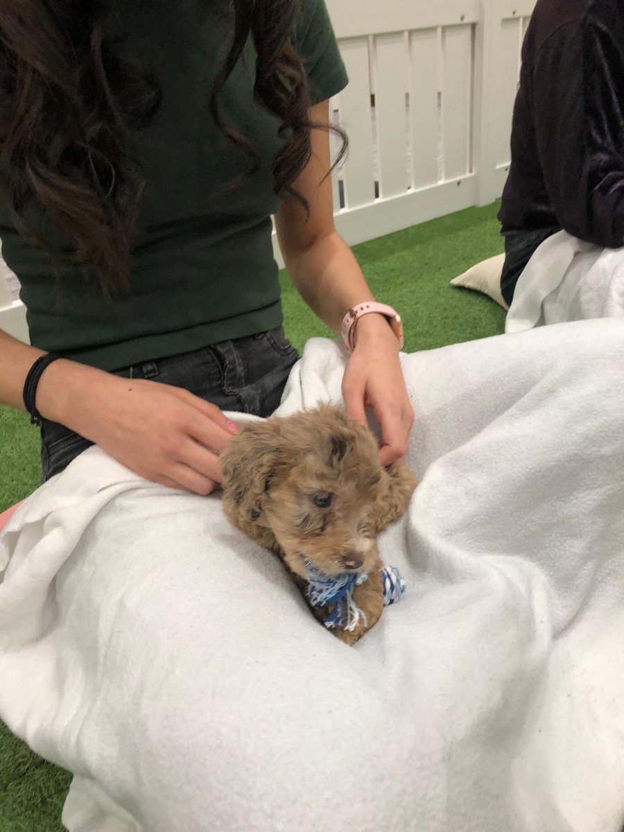 Rose Ferrao tweet media