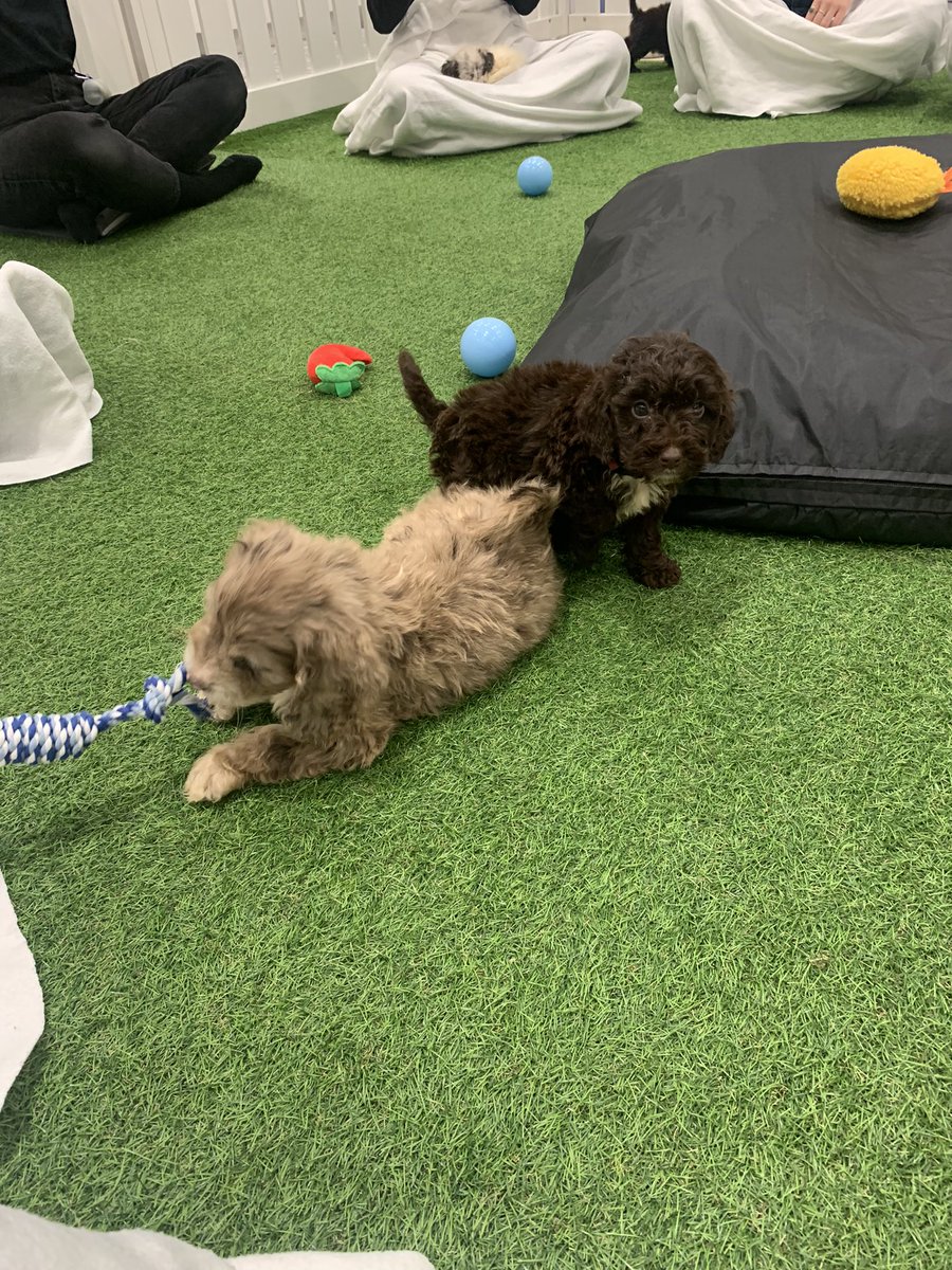 Rose Ferrao tweet media