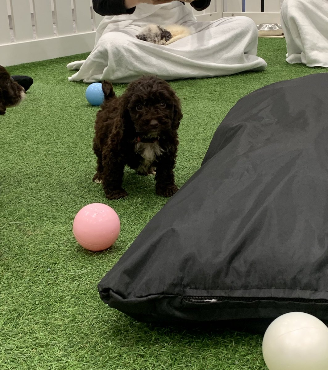 Rose Ferrao tweet media