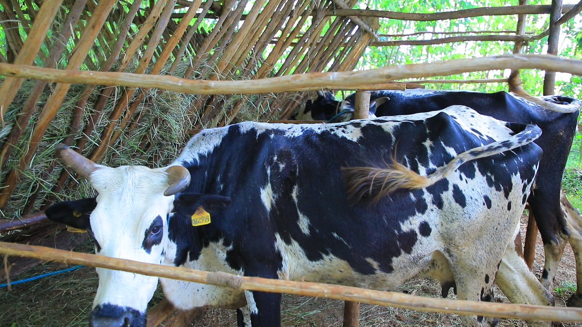 AmharaResearch's tweet photo. ALRC held a field day at North Mecha district Ambomeske kebele to promote integrated dairy development research activity.  Farmers said that they are benefiting from the integrated dairy development research activity https://t.co/bGJElS7tLk https://t.co/UXn6yjYFTI