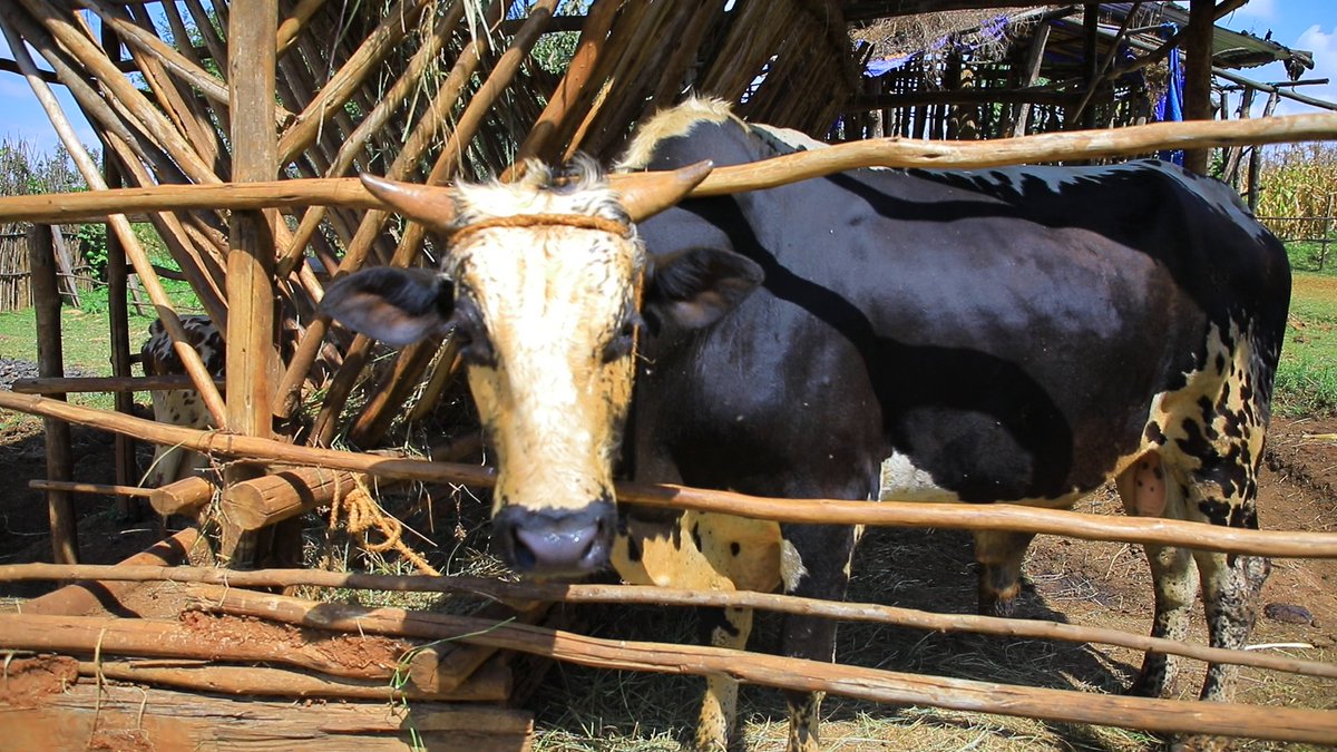 AmharaResearch's tweet photo. ALRC held a field day at North Mecha district Ambomeske kebele to promote integrated dairy development research activity.  Farmers said that they are benefiting from the integrated dairy development research activity https://t.co/bGJElS7tLk https://t.co/UXn6yjYFTI