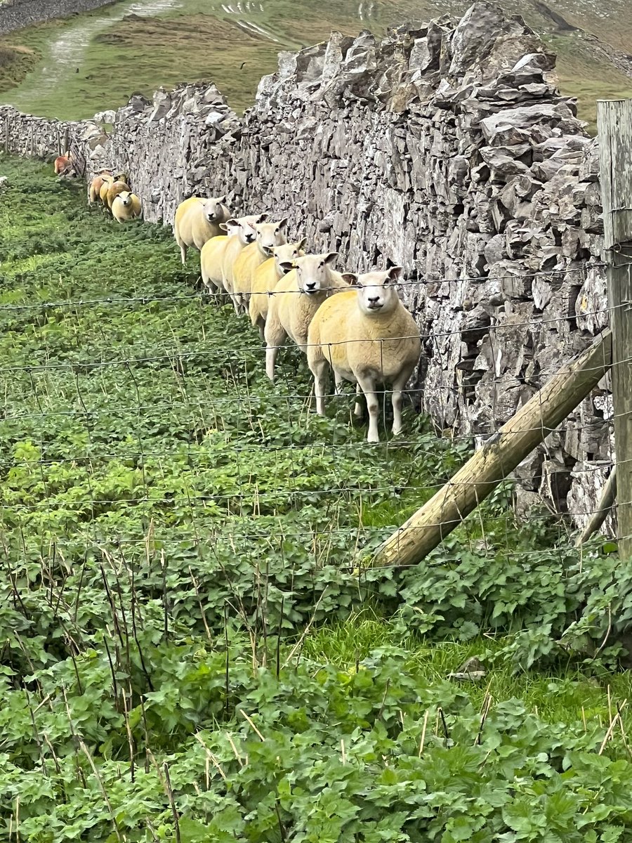 DanOrmeShepherd's tweet image. Wet and windy up here today! These girls definitely know where to stand! Stay safe everyone. #wet #sheep365