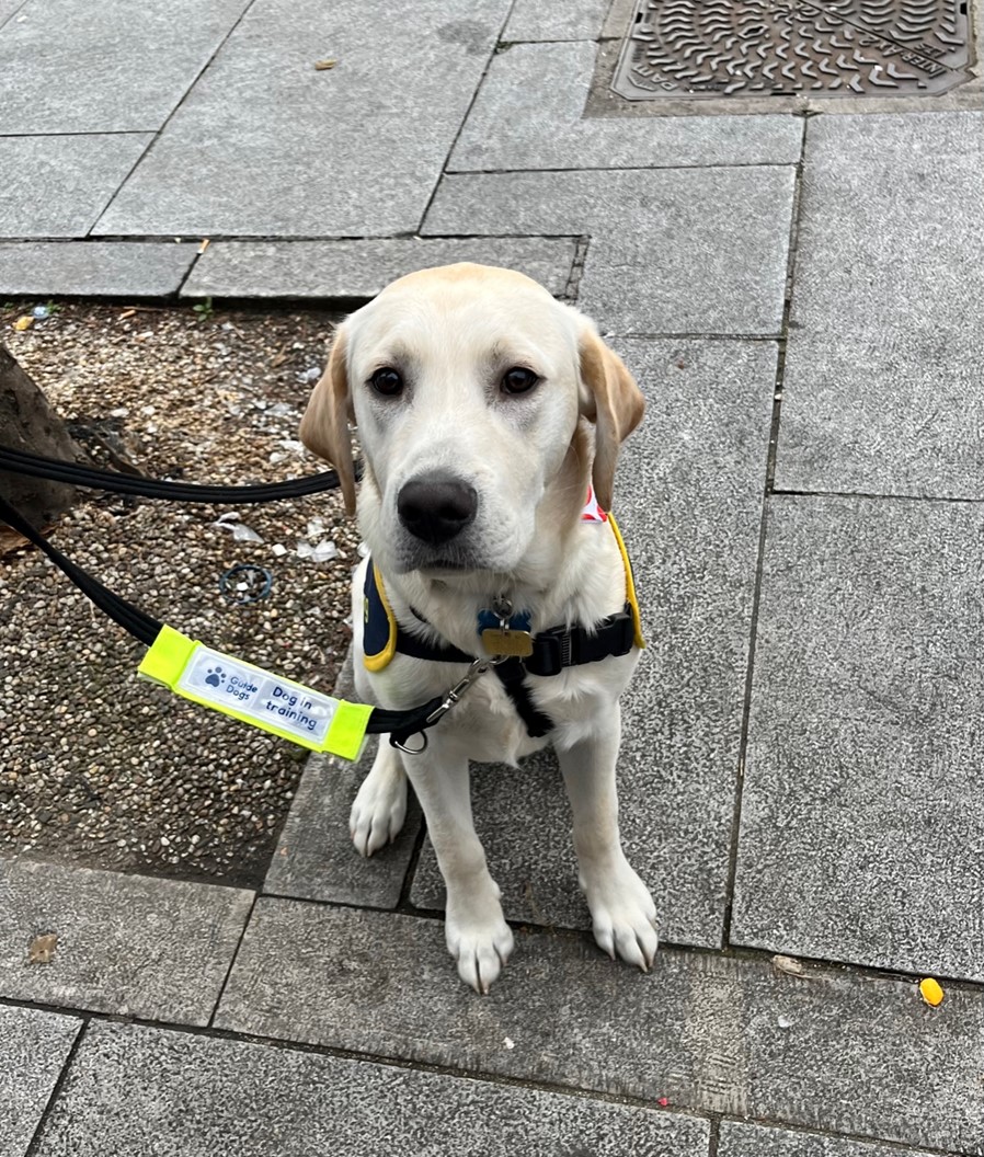 Great to take part in <a href="/guidedogs/">Guide Dogs</a> #HighStreetHeroes week with their #OpenDoorsForAll campaign visiting shops in Chingford Mount. Thanks to all the businesses that agreed to have a sticker in the window to let people know that guide and assistance dogs are welcome.