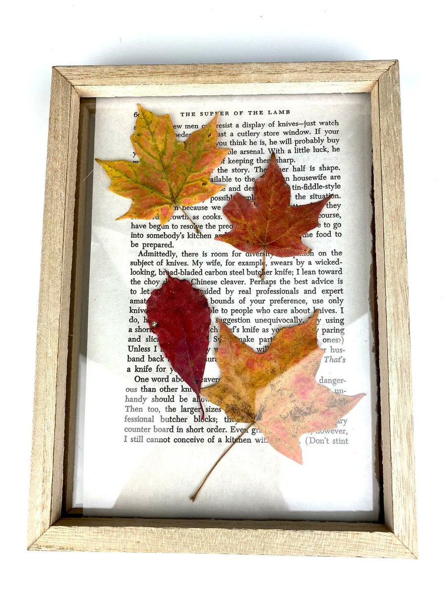 SarahLynneCR's tweet image. A unique and affordable gift for a booklover or nature lover, handcrafted by me: buff.ly/3EwkLNg via @SarahGeringer #pressedleaf #mapleleaf #natureart #etsyartist