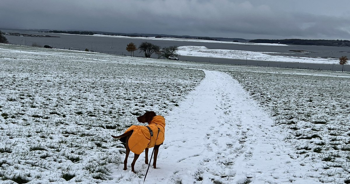 It snowed!  Mum upgraded me to my parka.  #dogs #dogsoftwitter #vizsla