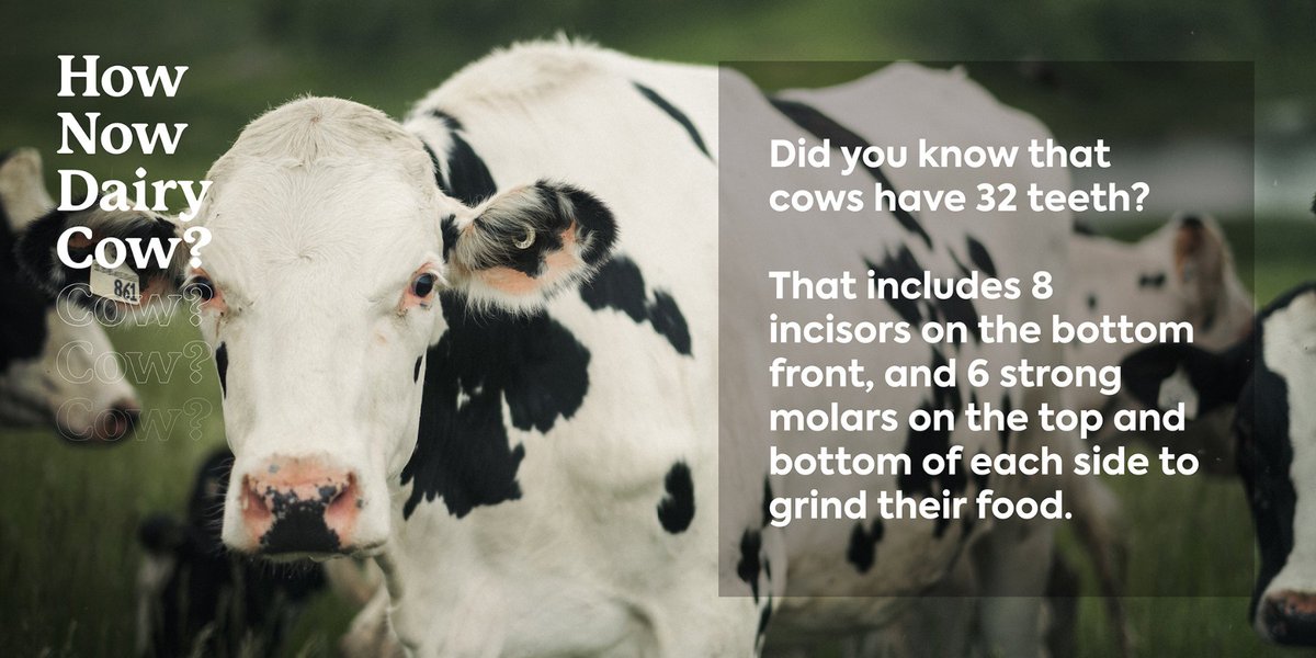 Did you know cows chew about 50 times a minute, making their jaws move around 40,000 times a day? And, on the top front of their mouths, cows have a tough pad of skin instead of teeth. 
#DYK #HowNowDairyCow #AllAboutCows #ILikeCows #Cows #CowFacts #Cattle #InstaCow