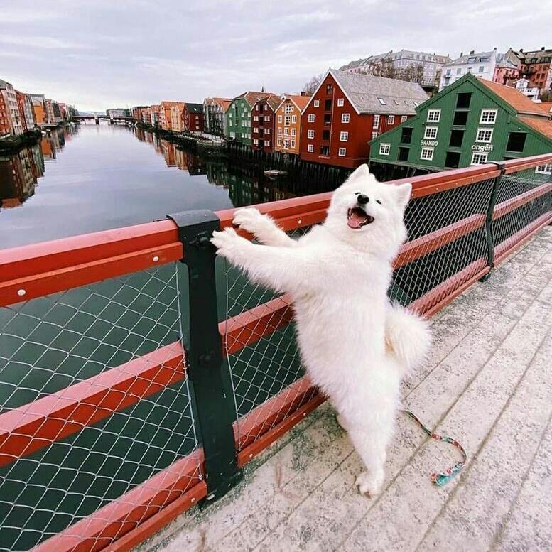 Mostafa Yasen tweet media