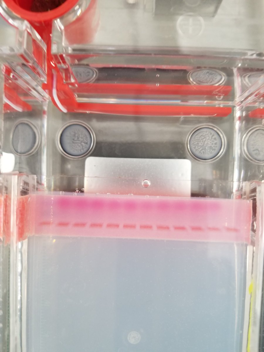 Stay humble my friends, you're never too experienced to perform retrophoresis 😐