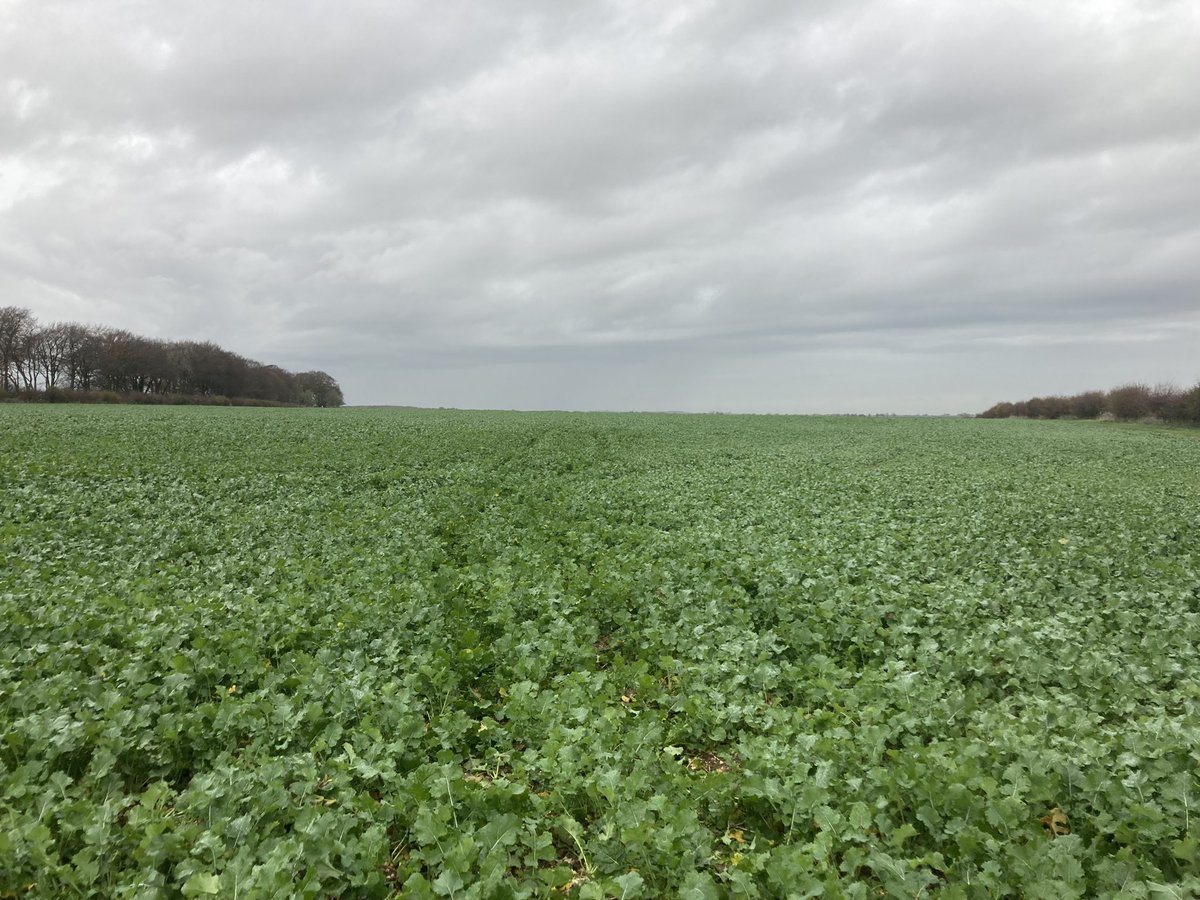 nickpeters1989's tweet photo. Very interesting day up on the Lincolnshire wolds with colleagues for a look round Tim Lamyman’s record breaking crops/farm and to see what tips we can learn and share with growers… 👀🚜🌾🚛#BarnBusting @BionatureAgri #Nutrition #settingthefoundations #buildingblocks https://t.co/hhJdUPzG3s