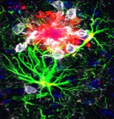 The Butovsky Lab is hiring a postdoc fellow to investigate microglial perturbations and their interactions with peripheral immunity:
dropbox.com/s/4m2caoxh0uvx…