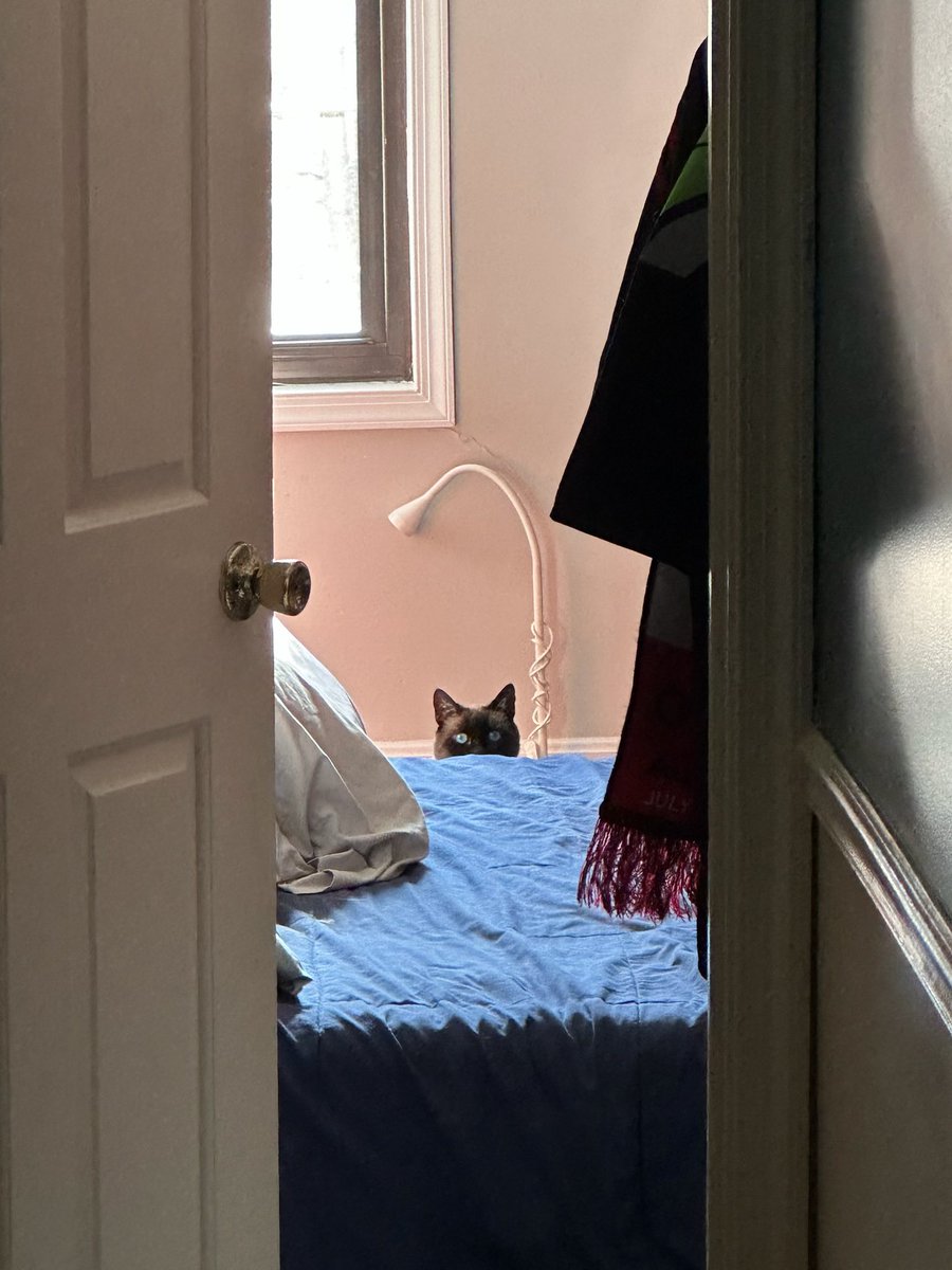 rose_horse_lady's tweet photo. Is it Monday???? #Sinju #SiameseCat #CatsOfTwitter https://t.co/15MljgQznN