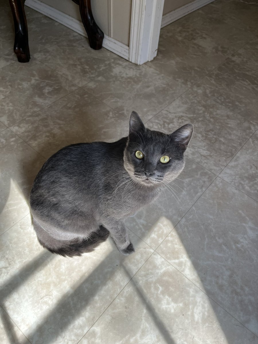 _asp3n's tweet photo. my cat https://t.co/VcKJL5tewe