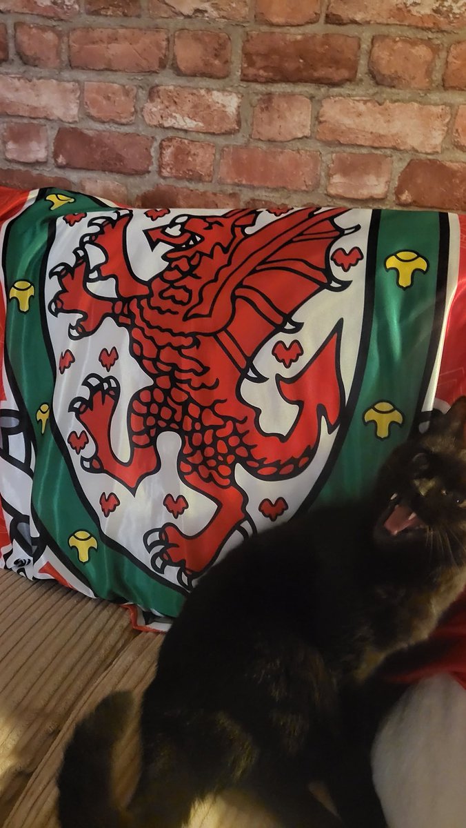 indi_kitty's tweet photo. Getting her singing voice ready 

#WAL #YmaOHyd #WorldCupCats https://t.co/R9VMdGv98c