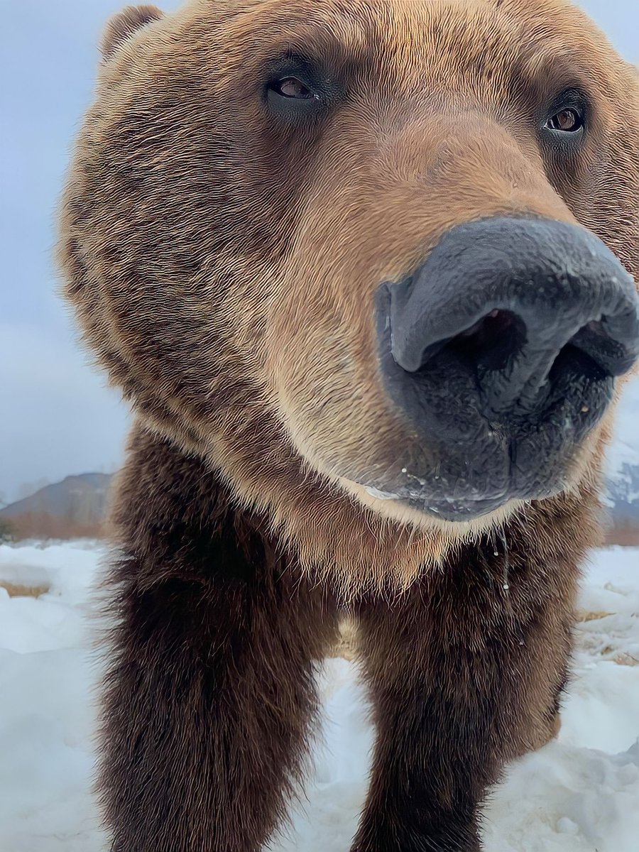 ㅤㅤㅤ   ㅤ ㅤㅤㅤㅤㅤ   ㅤ ㅤㅤㅤㅤㅤ   ㅤ ㅤㅤㅤㅤㅤ
Dukhlesa. 
Dukh.
Espírito da floresta.
Há 14 anos apareceu e mudou minha vida. Há 5 anos que não te vejo. Onde quer que esteja, espero que esteja bem e que me tenha no coração assim como eu o tenho.