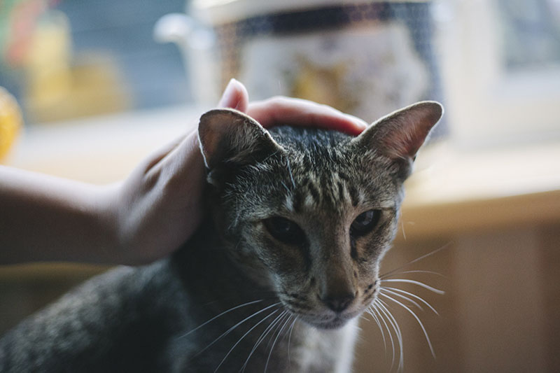 _KittyClysm's tweet photo. When I got my first cat, Avery, he was cuddly, but not as much as I wish he was.

Over time, I actually managed to get him to be way more snuggly with me.

If you care to do the same with your cat, try some of my tips!

They're over here: https://t.co/9XZ6NQYJqg

#cats #pets https://t.co/hHOBBCMeSF