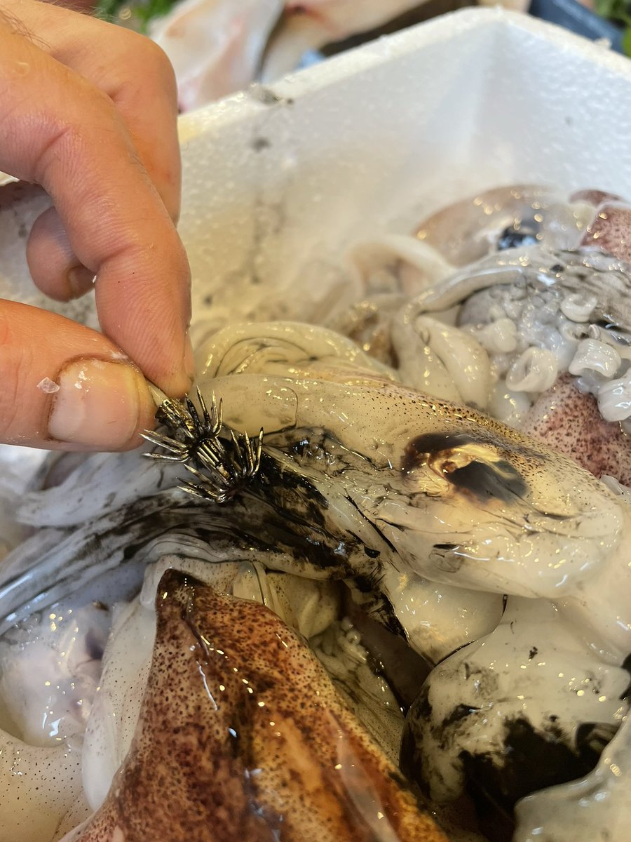 jonnorris12's tweet photo. The business end of a squid jig/lure was left attached to one of the squid in our box on Saturday.
#linecaught https://t.co/WTI0jB0dL9
