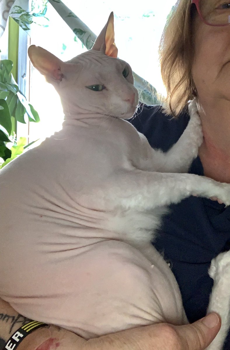 MOKASAUR's tweet photo. The human says I’m the next best thing to a human grandchild.            HMMMPH! https://t.co/JOcKkPdl96