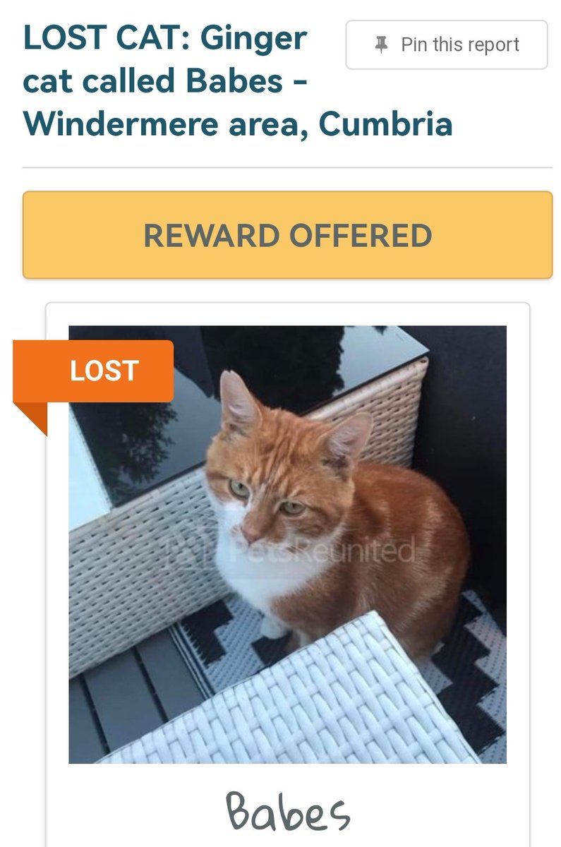 HunnyJax's tweet photo. #HelpfindBabes #LostCatAlert #WINDERMERE area
GINGER & WHITE, home is 85 miles away, will be scared & hungry😿Timid😿got out of harness at 1.30am Mon 14 November at Kotel Hotel🙀
Chipped, neutered, no collar #scanme Plz check gardens sheds outbuildings https://t.co/CIHuJCV4mX https://t.co/2uFv2aeR5Z
