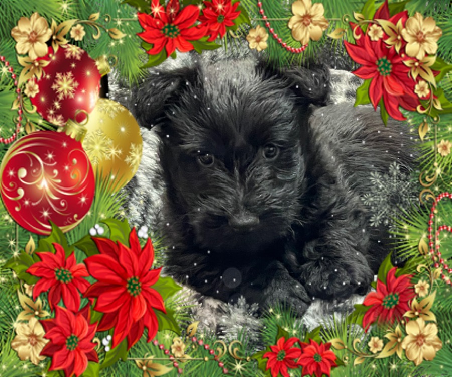 lotsabigideas's tweet photo. @baddogs4343 @LaPreMarie @JoeBiden @DannyDeVito Since you love dogs, please follow me at @nyscotties https://t.co/UB1ODDj5I3