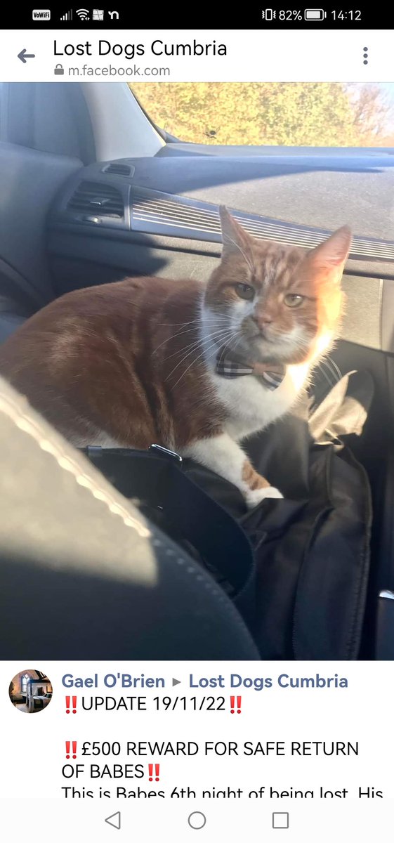 HunnyJax's tweet photo. #HelpfindBabes #LostCatAlert #WINDERMERE area
GINGER & WHITE, home is 85 miles away, will be scared & hungry😿Timid😿got out of harness at 1.30am Mon 14 November at Kotel Hotel🙀
Chipped, neutered, no collar #scanme Plz check gardens sheds outbuildings https://t.co/CIHuJCV4mX https://t.co/2uFv2aeR5Z