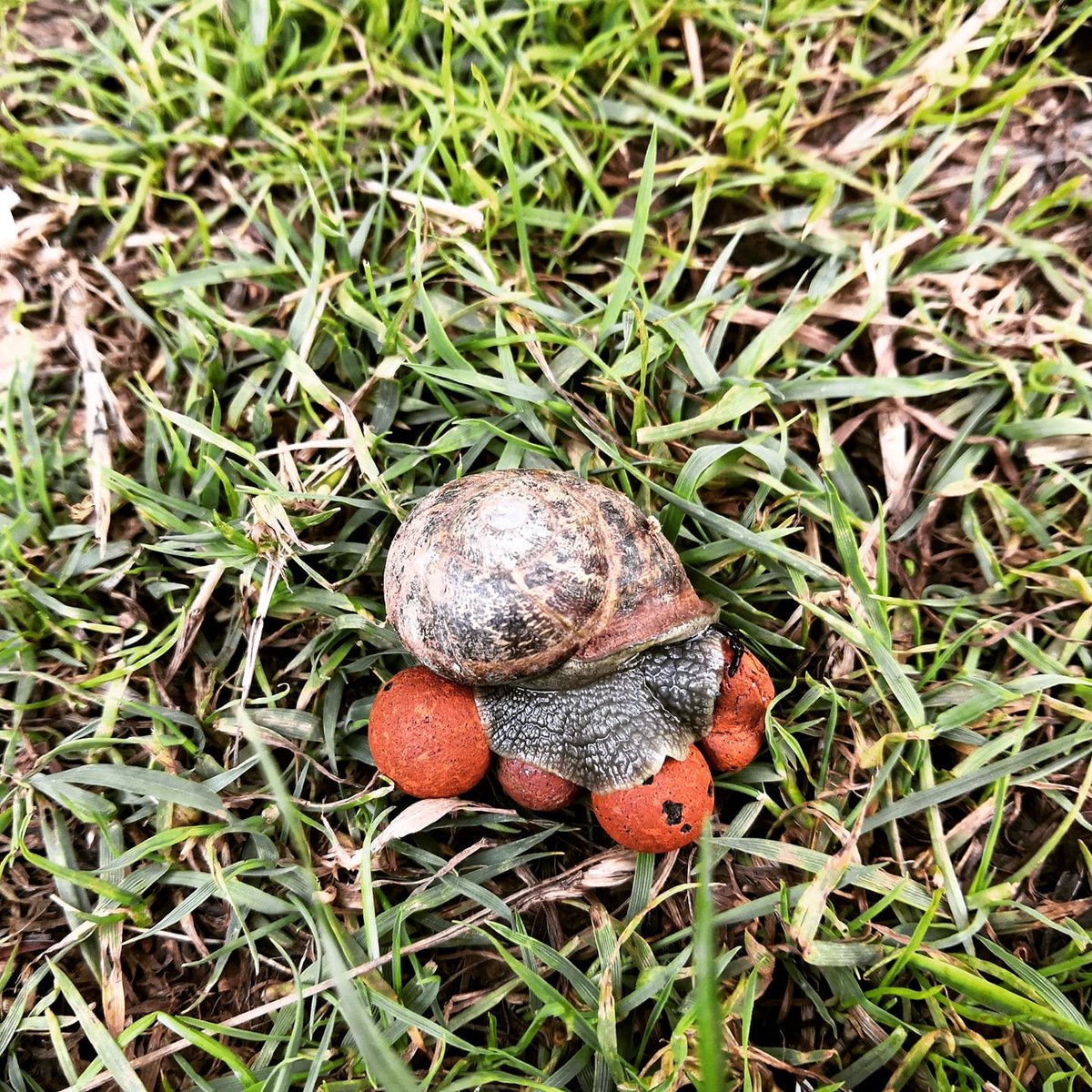 HydroMicroFarms's tweet photo. Found a snail trying to steal my clay balls 😂🤣#hydroponics #hydroponic #verticalfarming https://t.co/d9wqcpo2h8