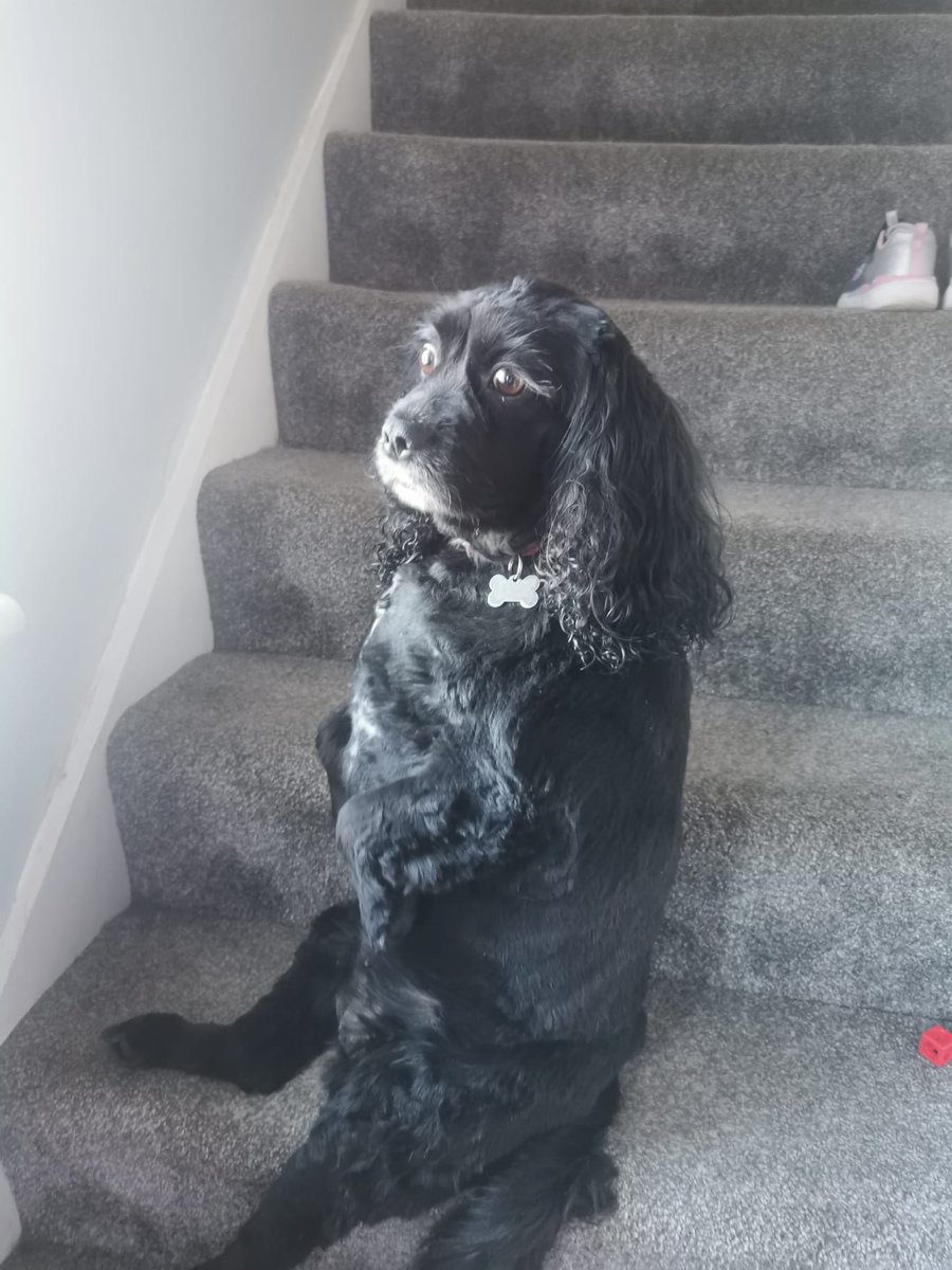 The spaniel awaiting my return.... Its not love, she won't rest until the gingers are safely off the streets and she can relax knowing we can't cause any trouble!