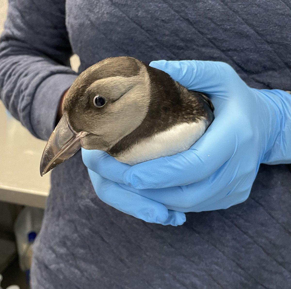Beluga Whale Sanctuary tweet media