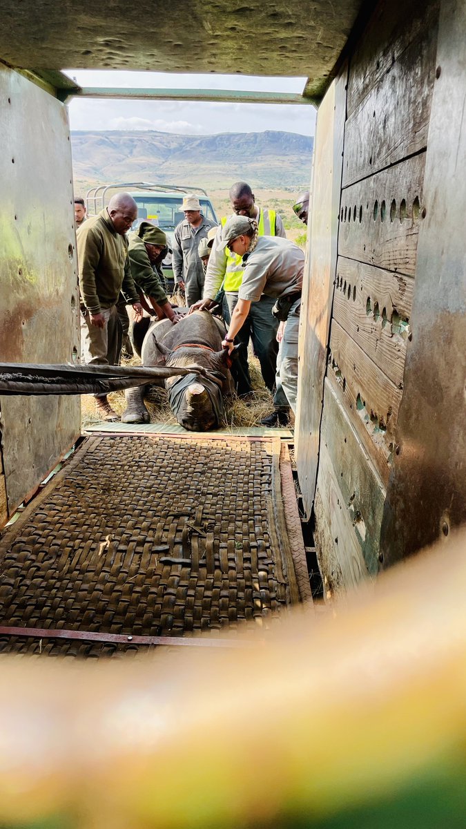 WildlifeACTInno's tweet photo. “The long and hard field days while deploying the tracking units on the rhinos’ arrival, and doing intensive post-release monitoring and training, paid off with small daily successes and, of course, beautiful views,” said experienced Wildlife ACT Priority Species Monitor, Anel. https://t.co/r31cF0OIAN