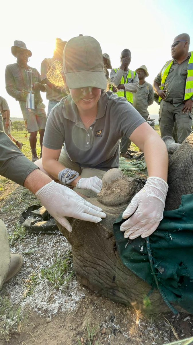 WildlifeACTInno's tweet photo. “The long and hard field days while deploying the tracking units on the rhinos’ arrival, and doing intensive post-release monitoring and training, paid off with small daily successes and, of course, beautiful views,” said experienced Wildlife ACT Priority Species Monitor, Anel. https://t.co/r31cF0OIAN