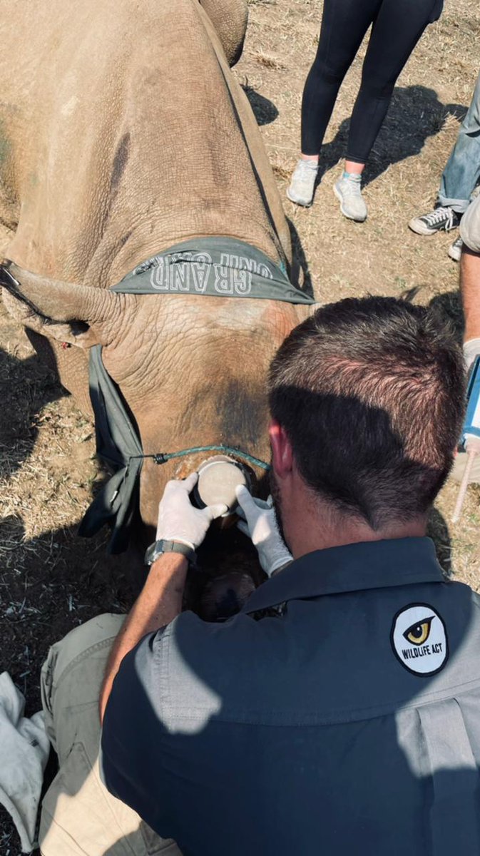 WildlifeACTInno's tweet photo. “The long and hard field days while deploying the tracking units on the rhinos’ arrival, and doing intensive post-release monitoring and training, paid off with small daily successes and, of course, beautiful views,” said experienced Wildlife ACT Priority Species Monitor, Anel. https://t.co/r31cF0OIAN